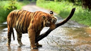 Read more about the article Wildlife of Kerala