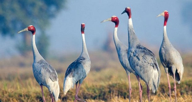 Read more about the article Bharatpur