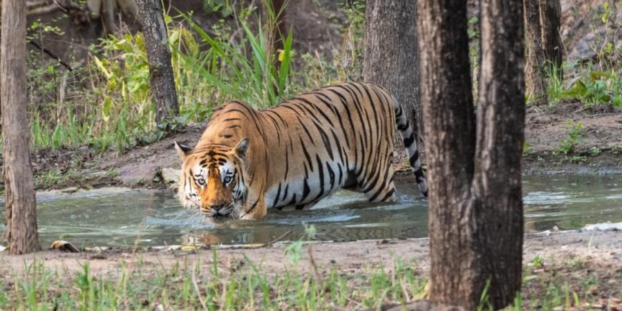 Jim Corbett Wildlife Safari