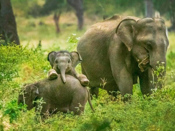 Visit Yala National Park In Sri Lanka