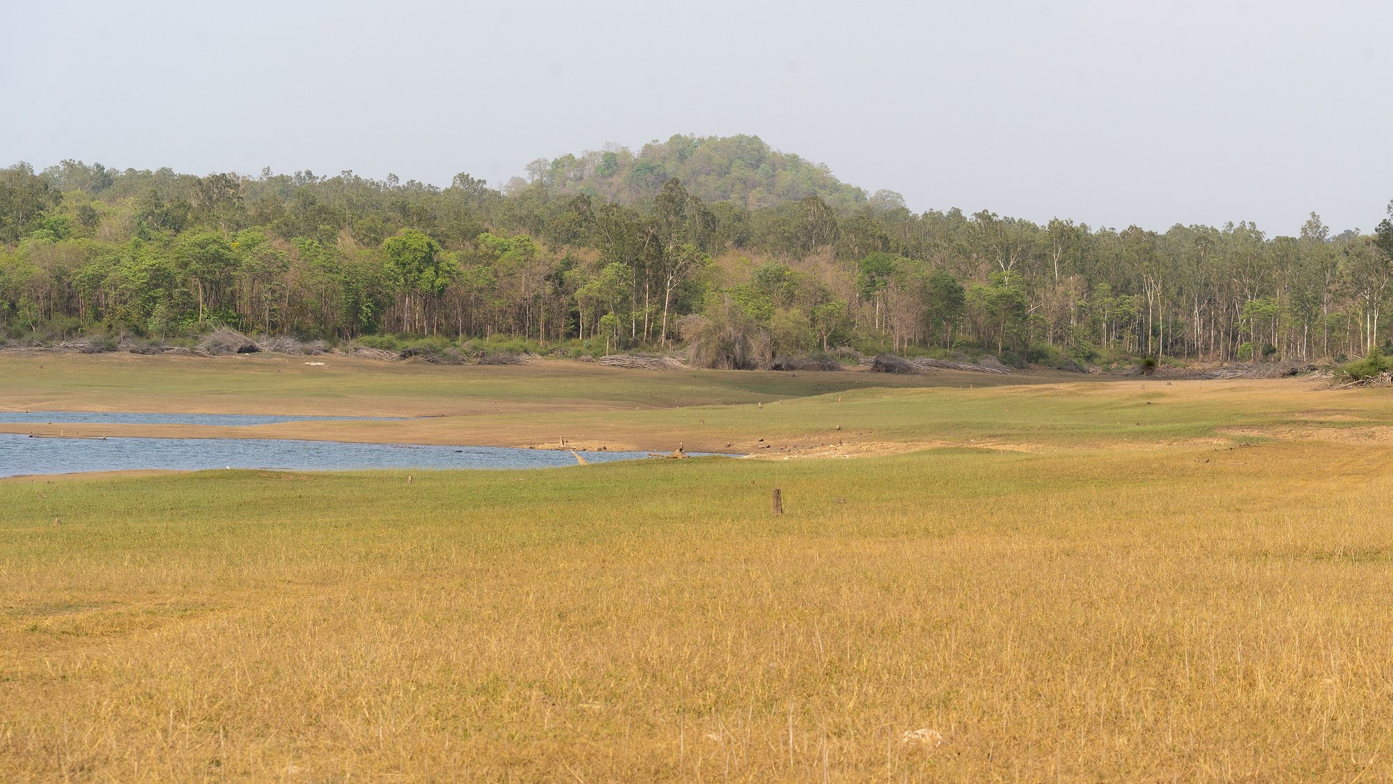 Forest edges along the Bhadra backwaters