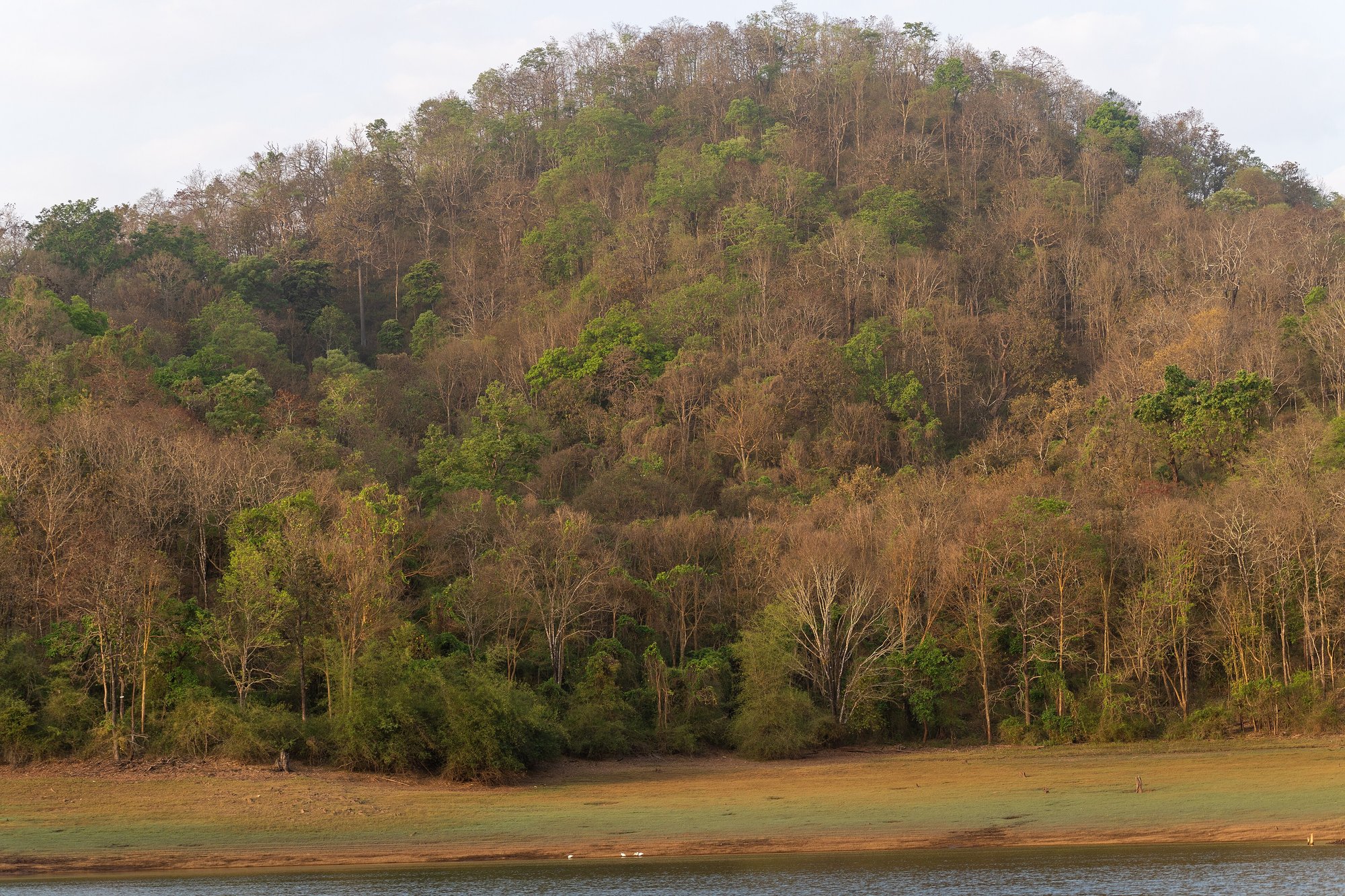 Dense forest covering the hills at Bhadra