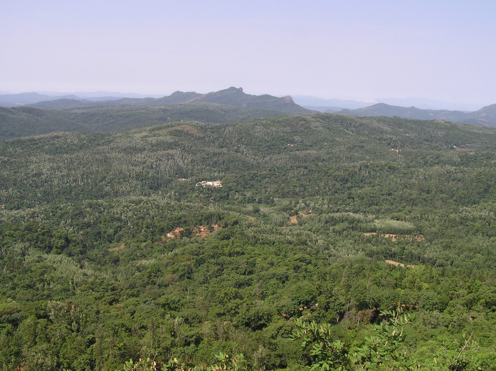Shade coffee plantation landscape in Chikmagalur