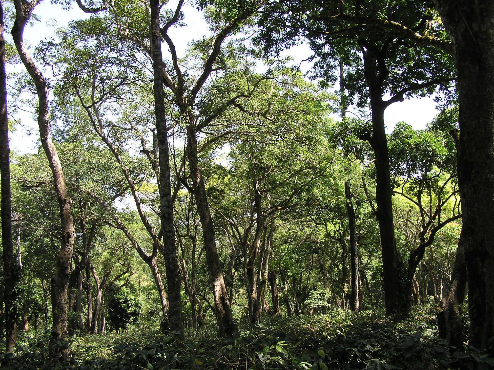 Tall shade trees over coffee bushes on a Chikmagalur estate