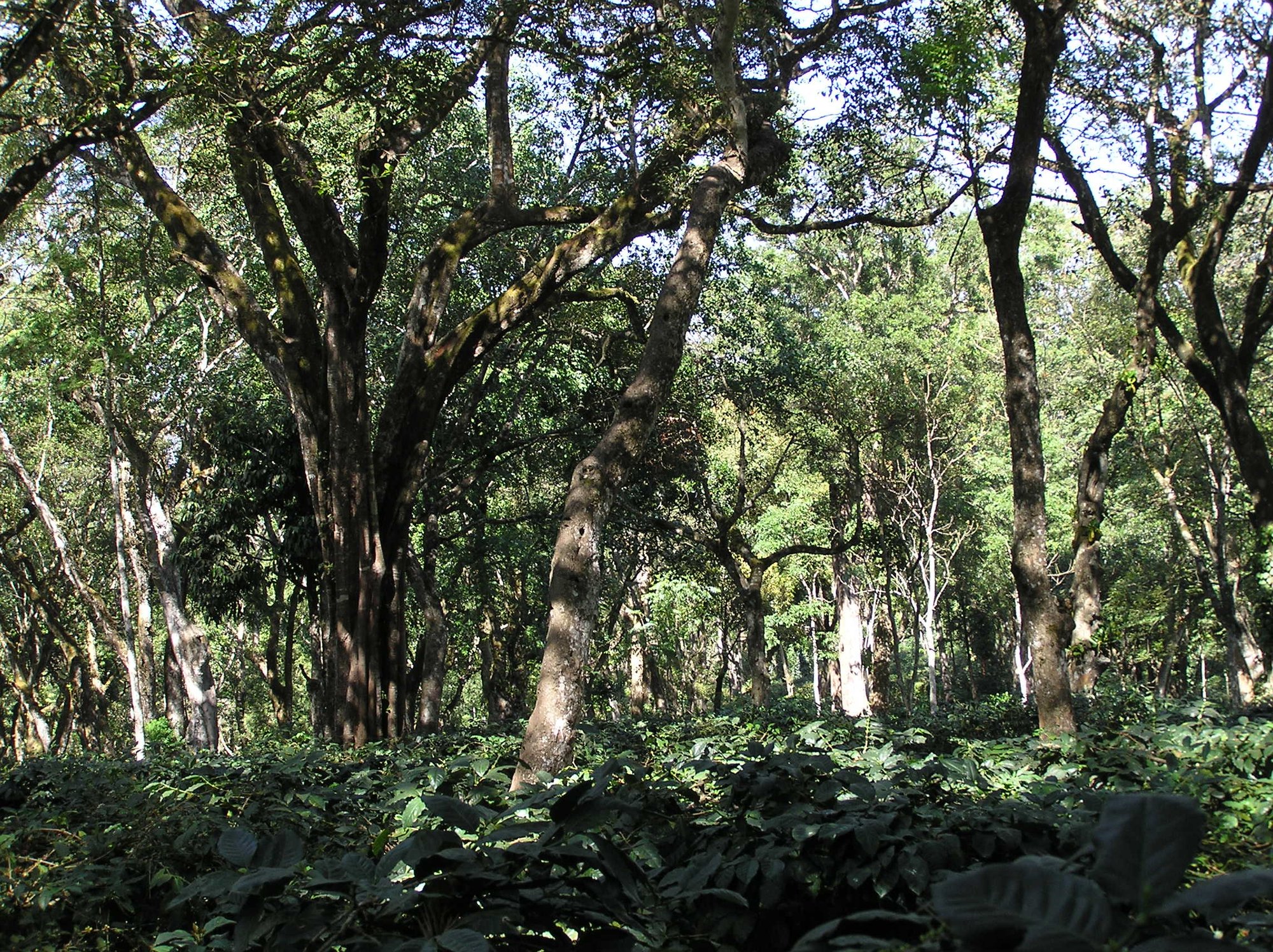 Traditional shade coffee plantation under tall native trees in Chikmagalur