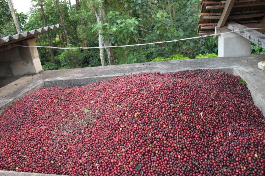 Red coffee cherries spread to dry on an estate drying yard