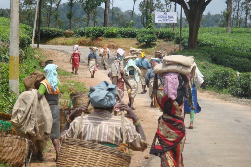 Estate workers walking along a plantation road carrying harvest sacks on a Karnataka coffee estate