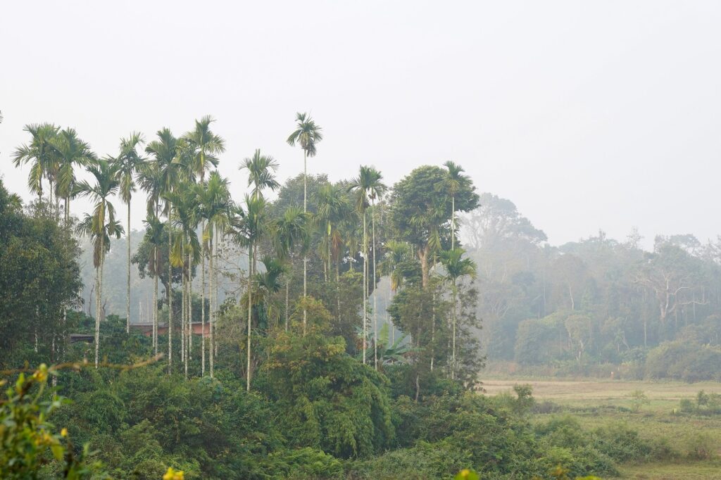 Morning mist over areca palms and paddy fields in Balamuri, Coorg