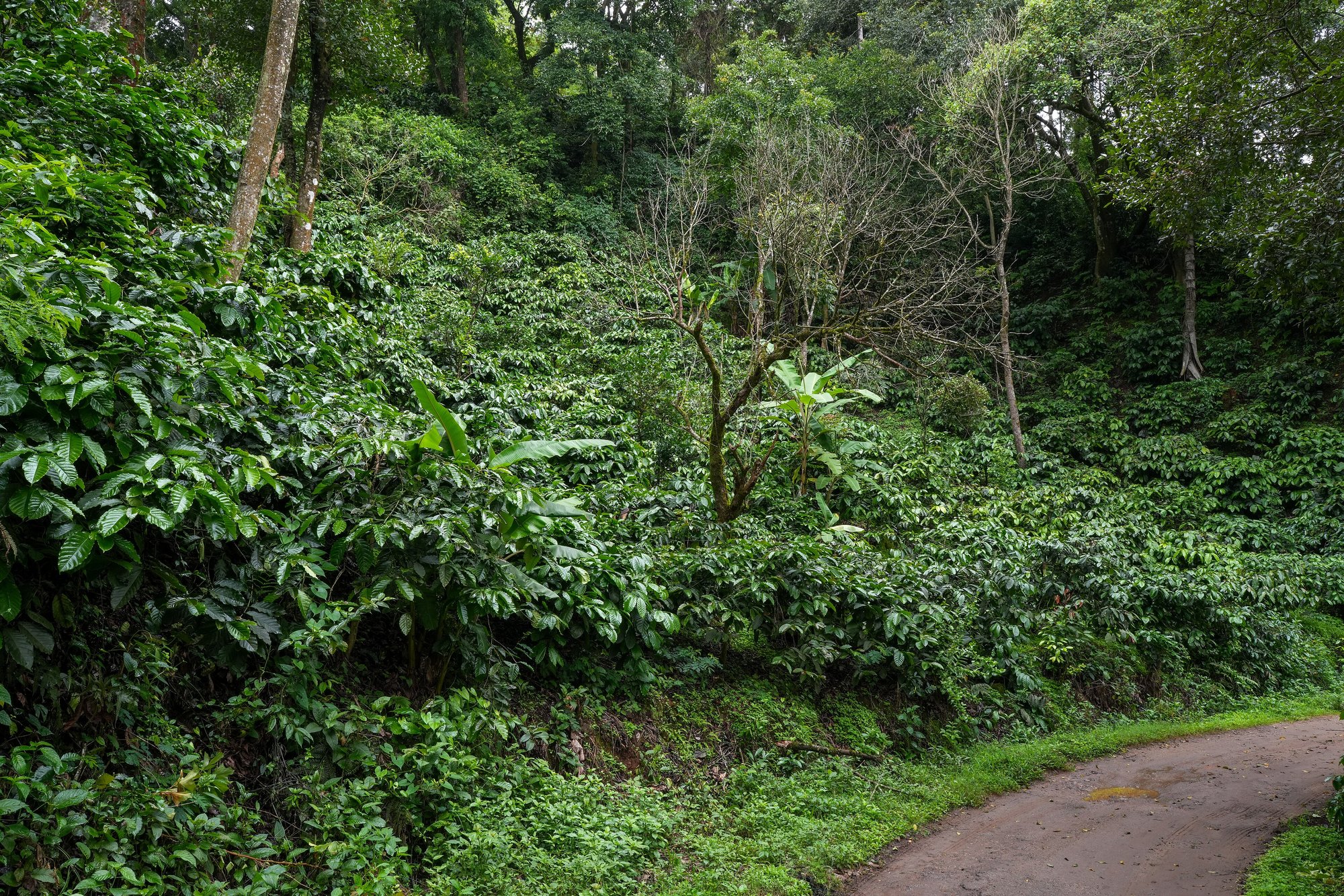 Lush coffee bushes beside an estate lane in Coorg during monsoon