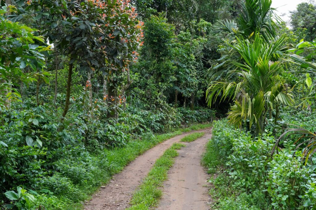 Red earth estate track winding between coffee and areca palms in Coorg