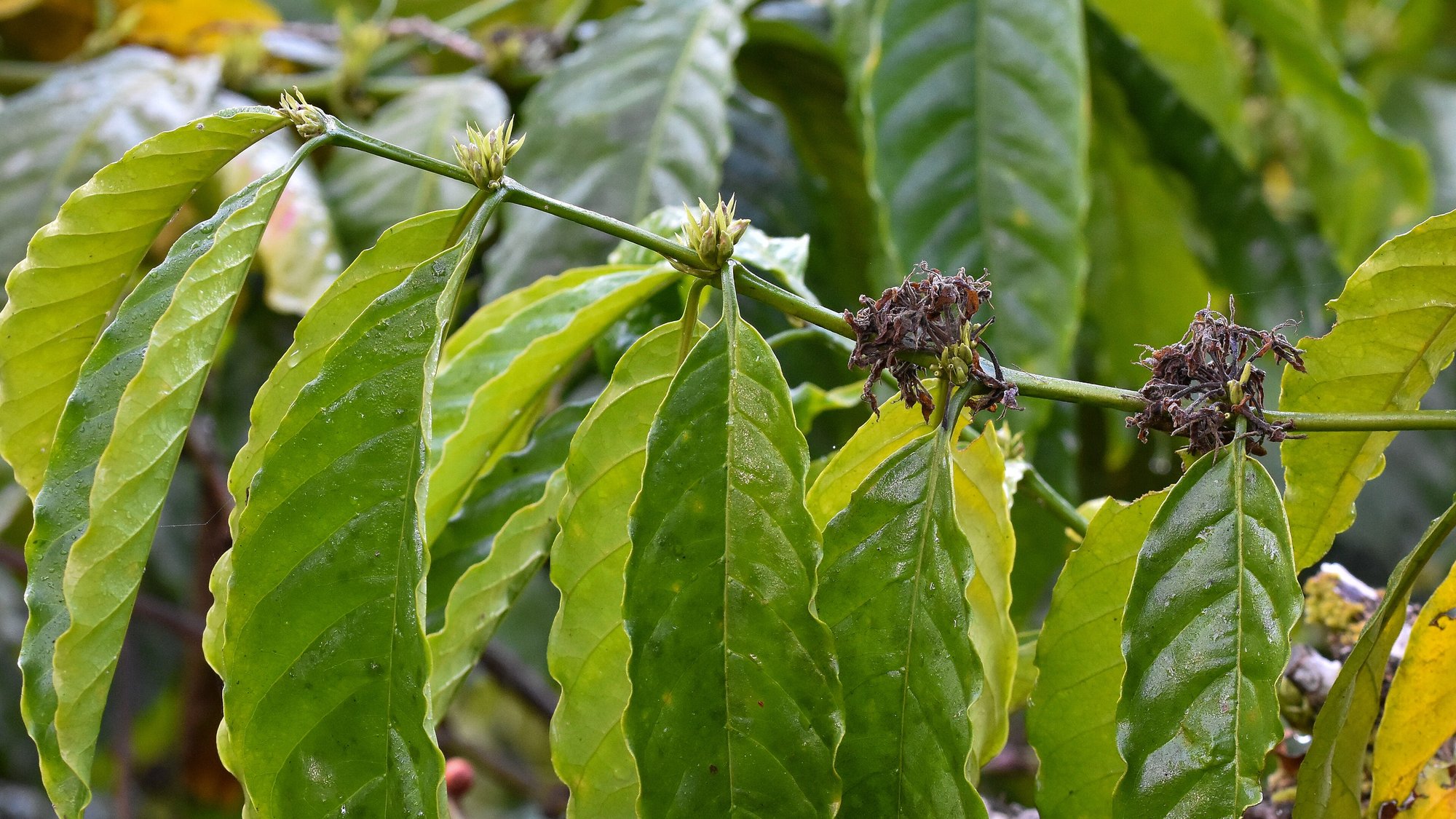 Coffee flower buds and new flowers on a Robusta bush in Balamuri, Coorg