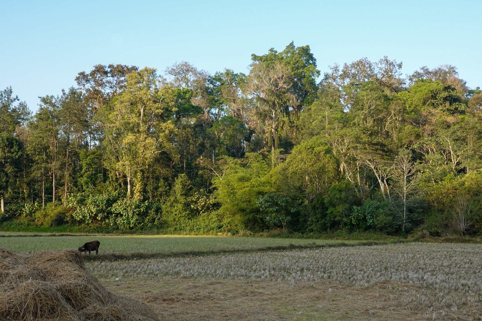 Shade-grown coffee and tall native trees bordering paddy fields in Coorg