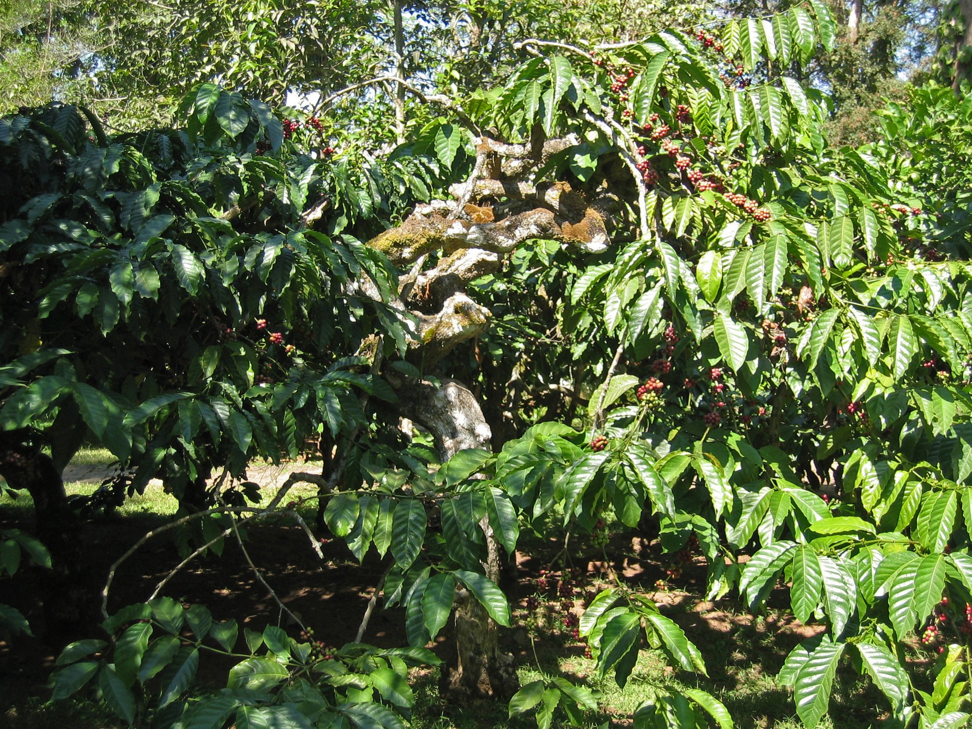 Coffee bushes laden with fruit in Coorg