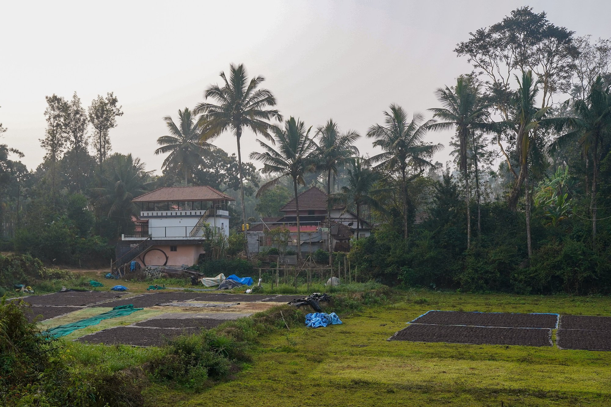 Estate houses and a coffee drying yard among palms in Balamuri, Coorg
