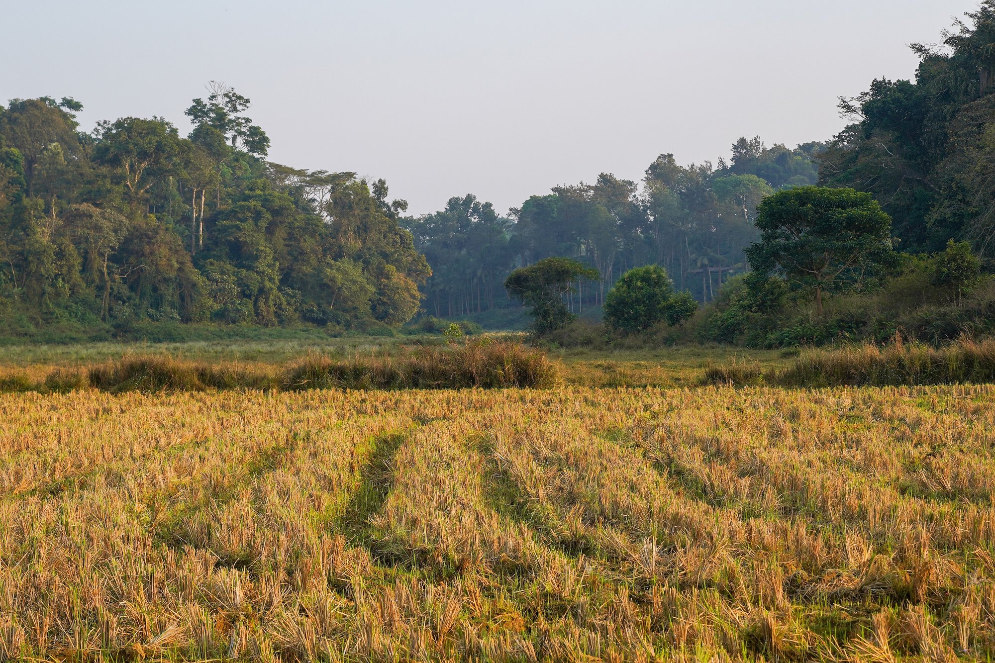 Golden paddy stubble in a Coorg valley edged by forest