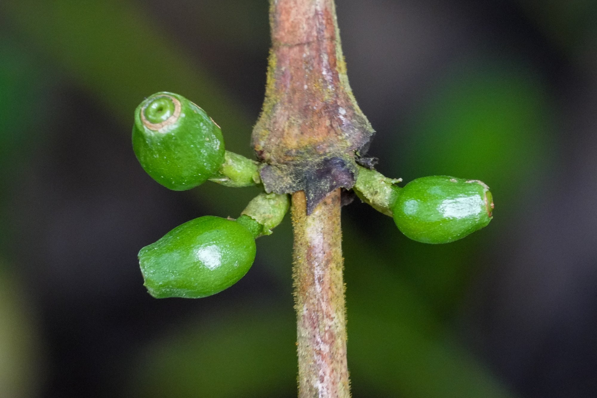 Young green Robusta coffee berries on a branch in Coorg