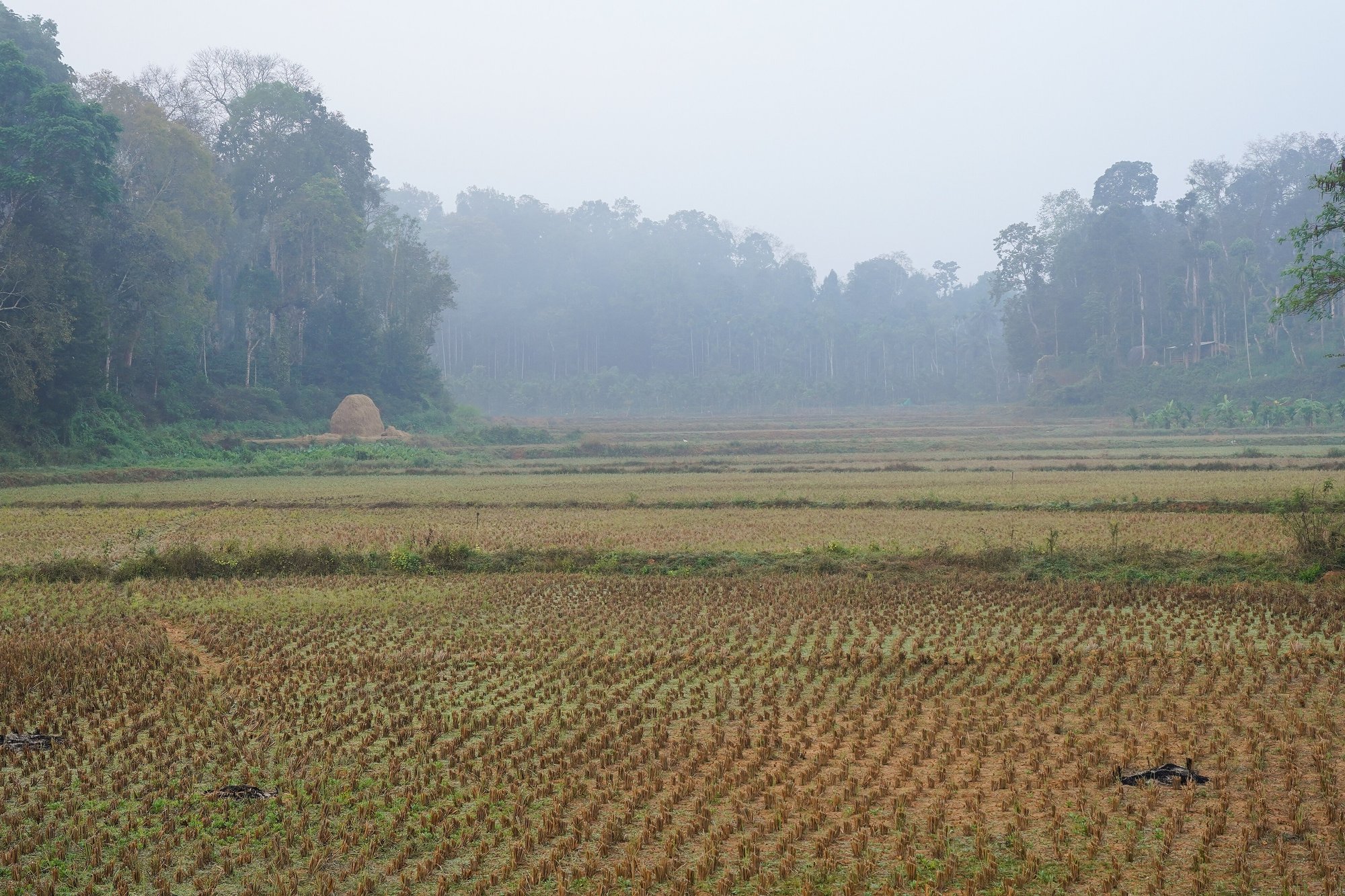 Misty paddy valley and forest edge in rural Coorg