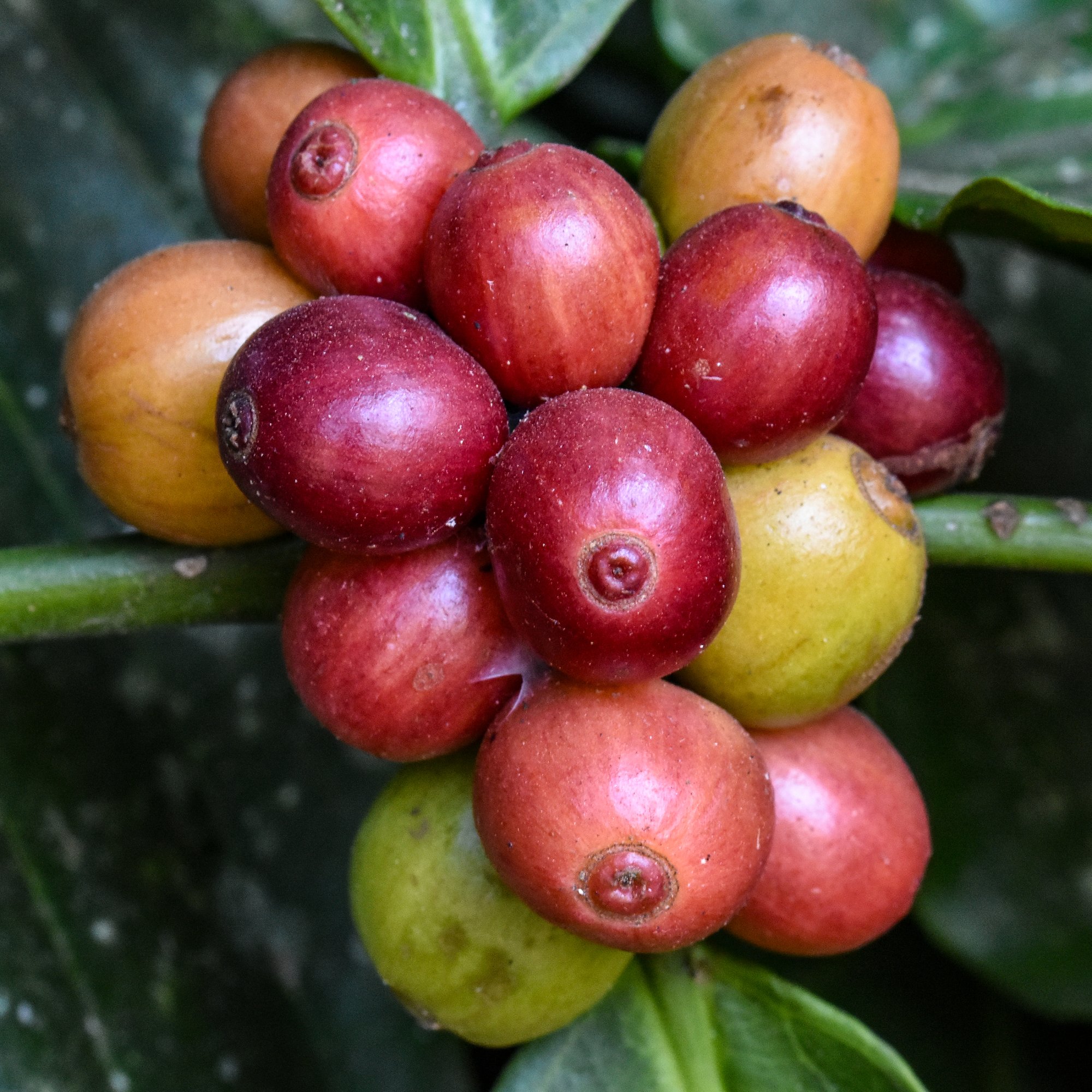 Close-up of ripe red Robusta coffee cherries in Coorg