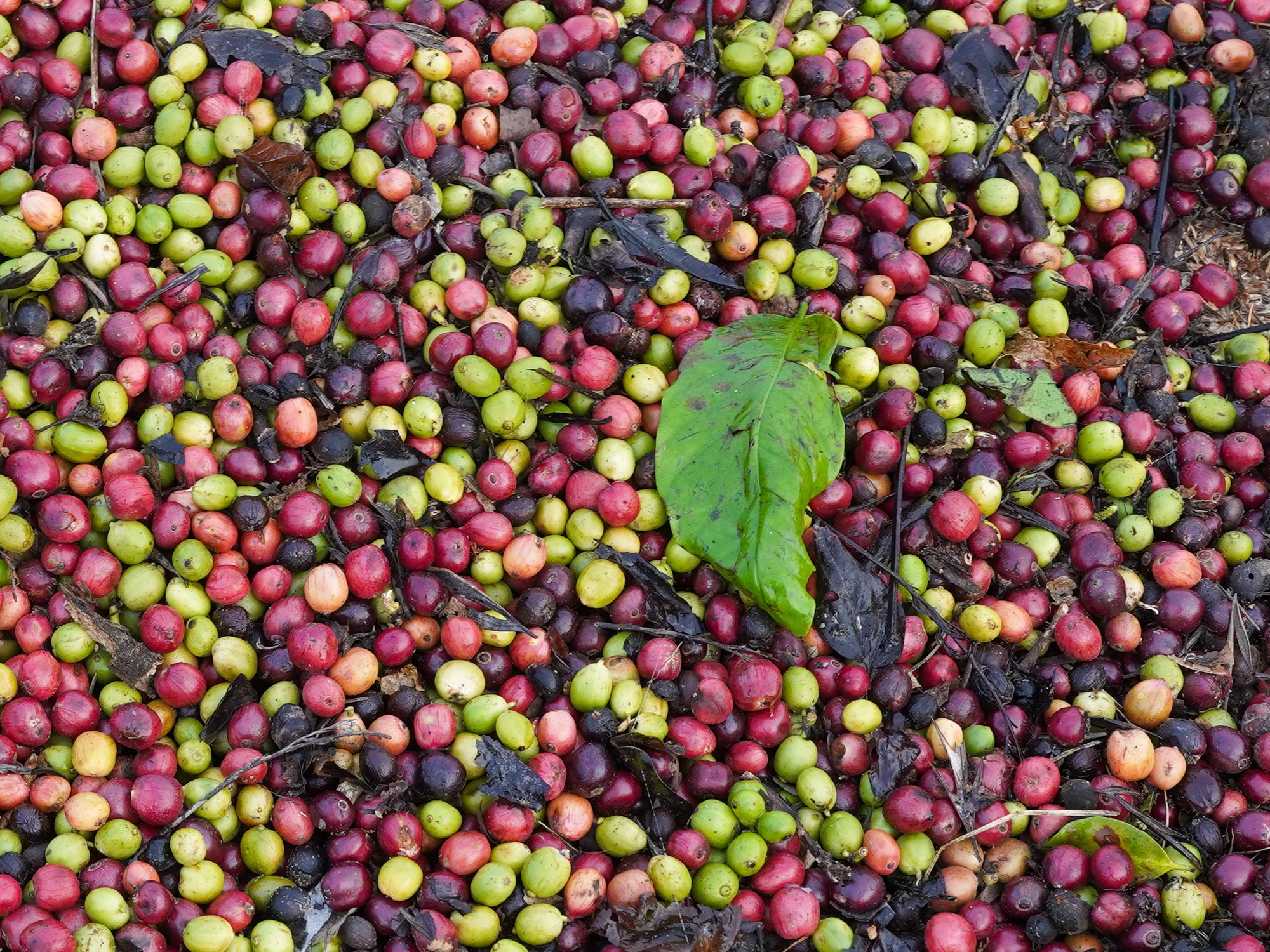 Robusta coffee cherries drying in the sun in Balamuri, Coorg
