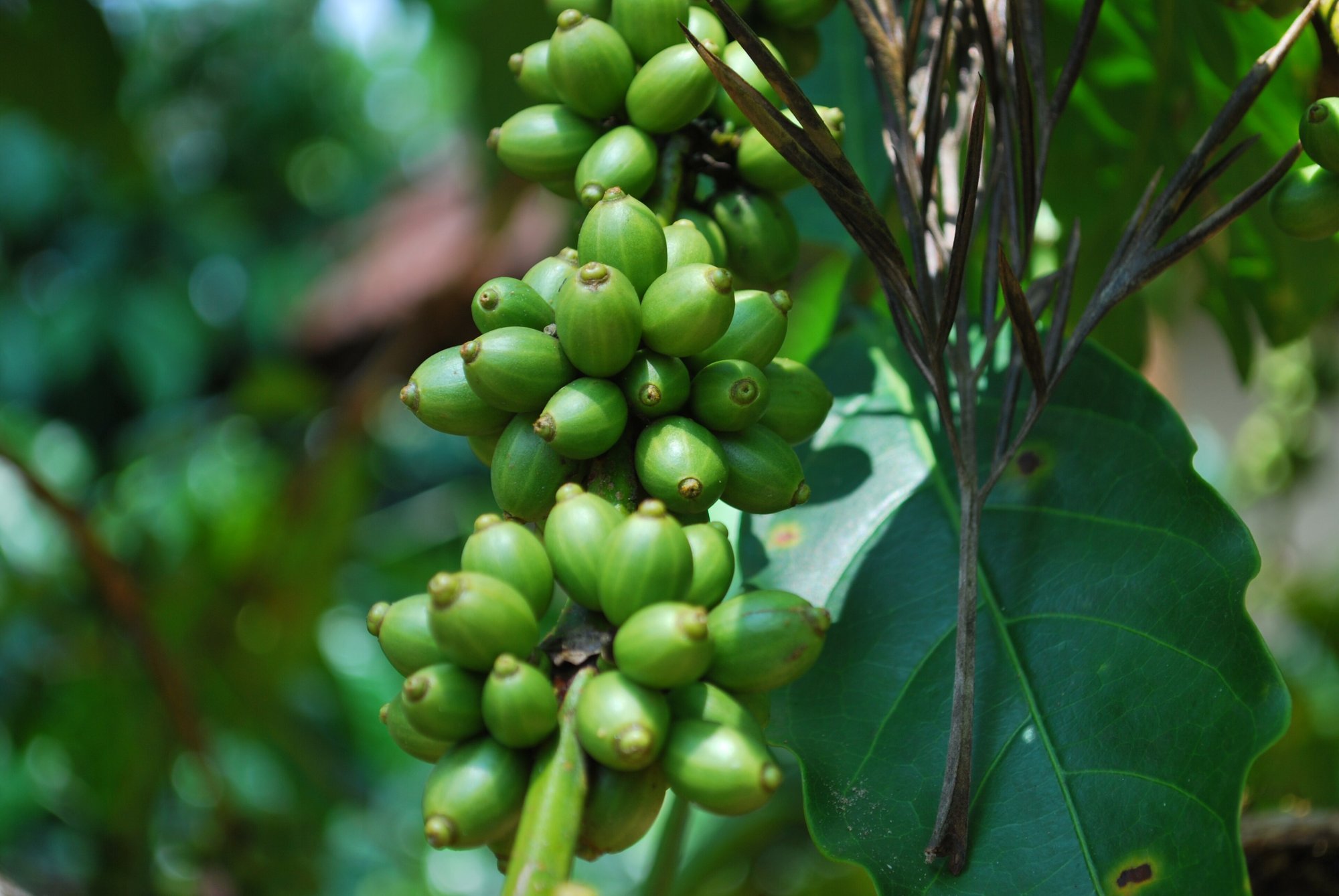 Clusters of green coffee berries in Karnataka