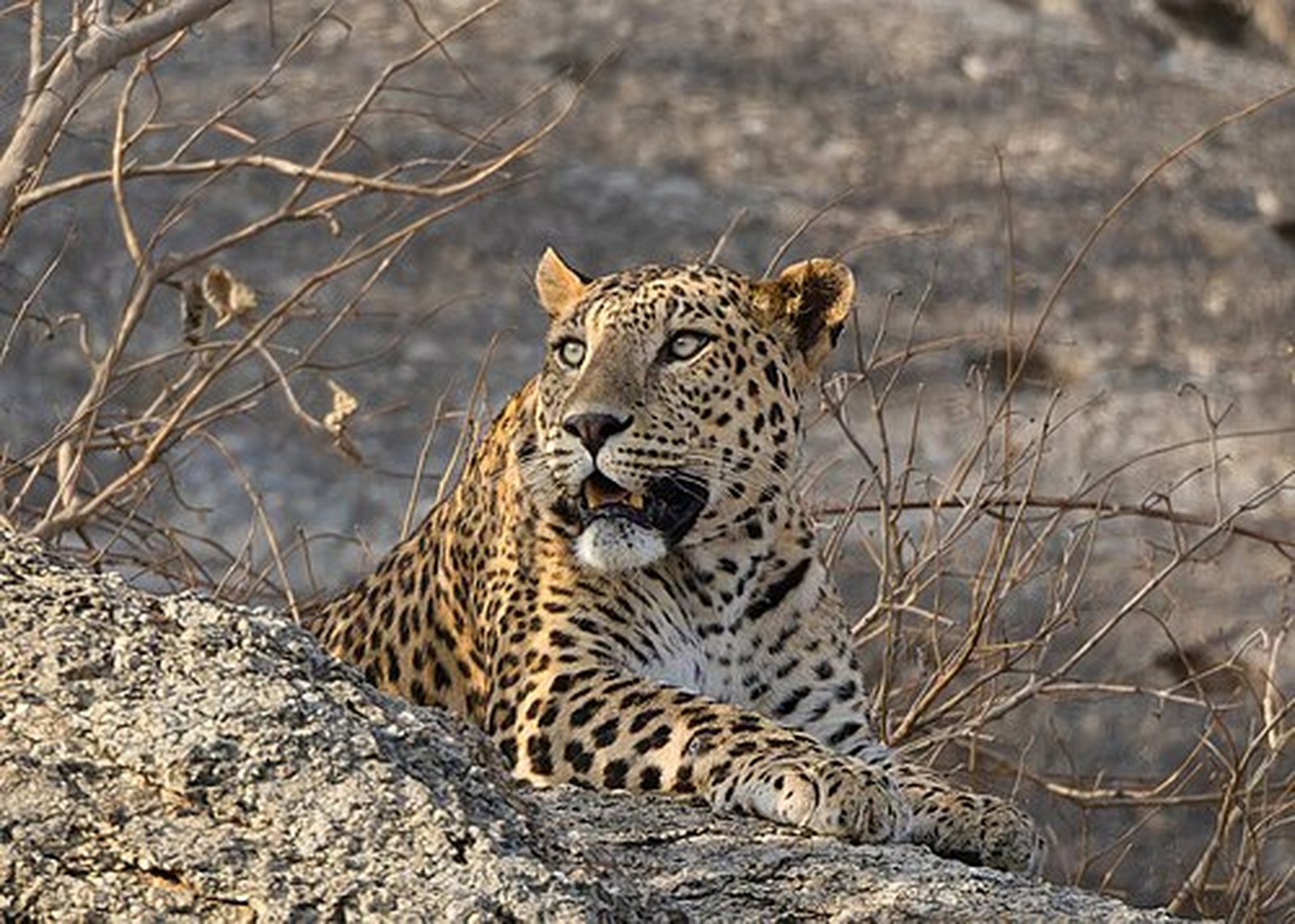 Indian leopard resting on a granite boulder in Rajasthan