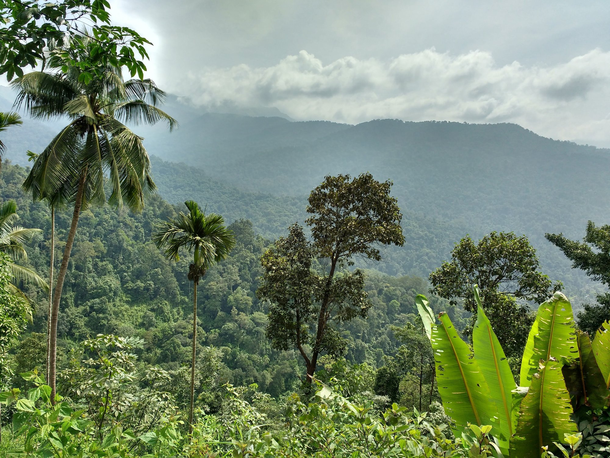 Forested hills and palms around Madikeri in Kodagu district