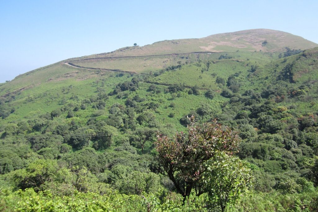 Mountain road to Mullayanagiri curving through shola forest