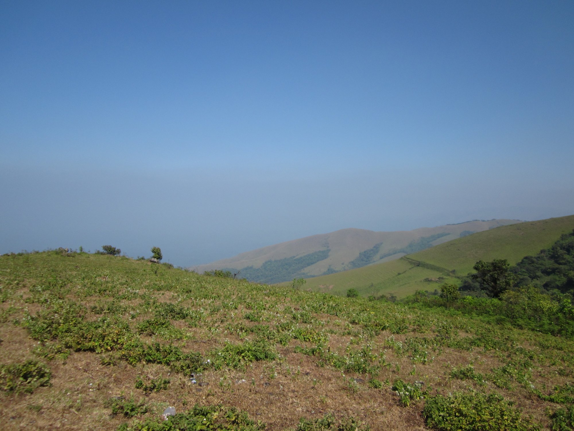 Shola forest and grassland slopes near Mullayanagiri