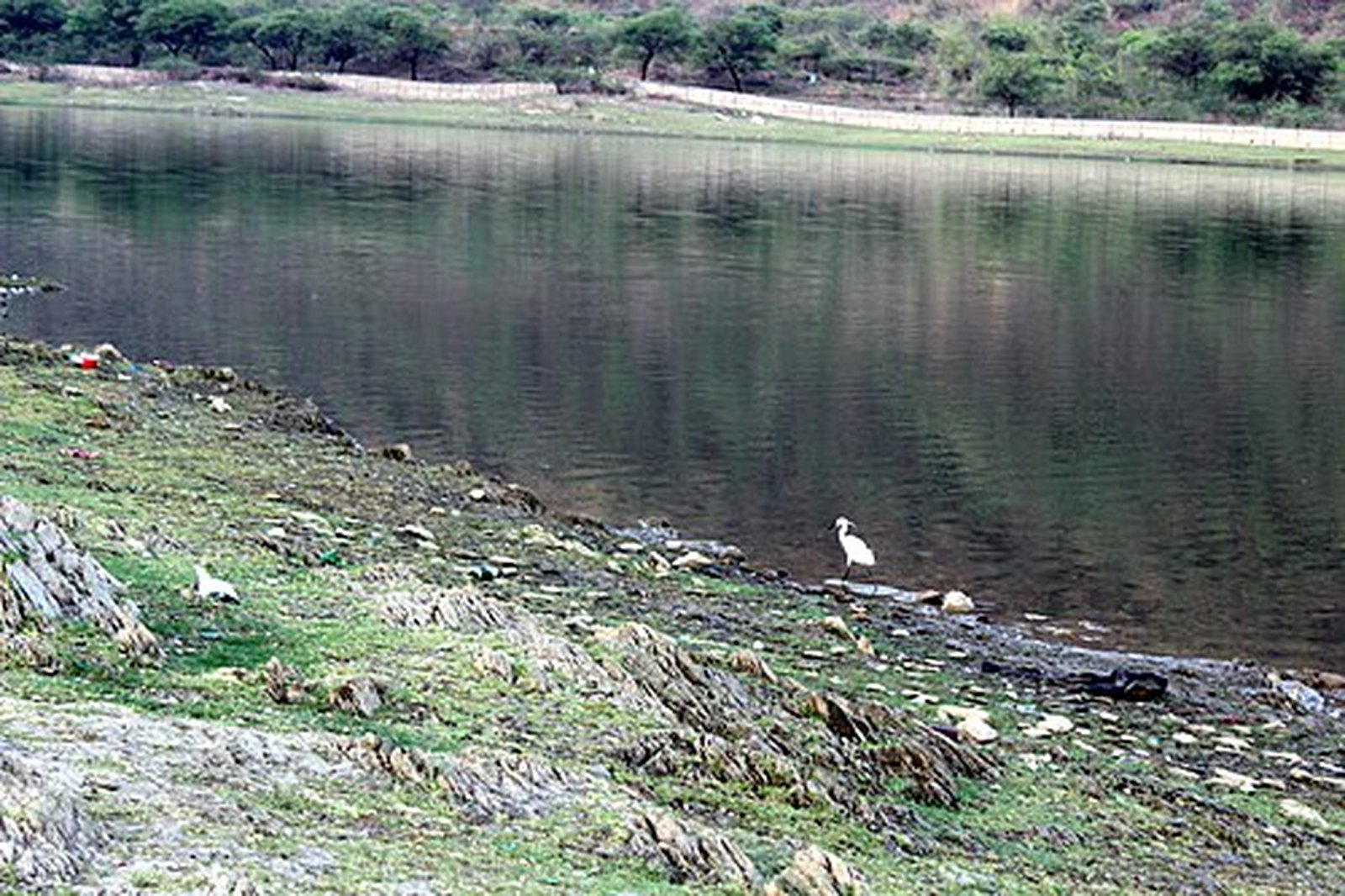 Rocky shoreline of Badi Lake with an egret, Udaipur