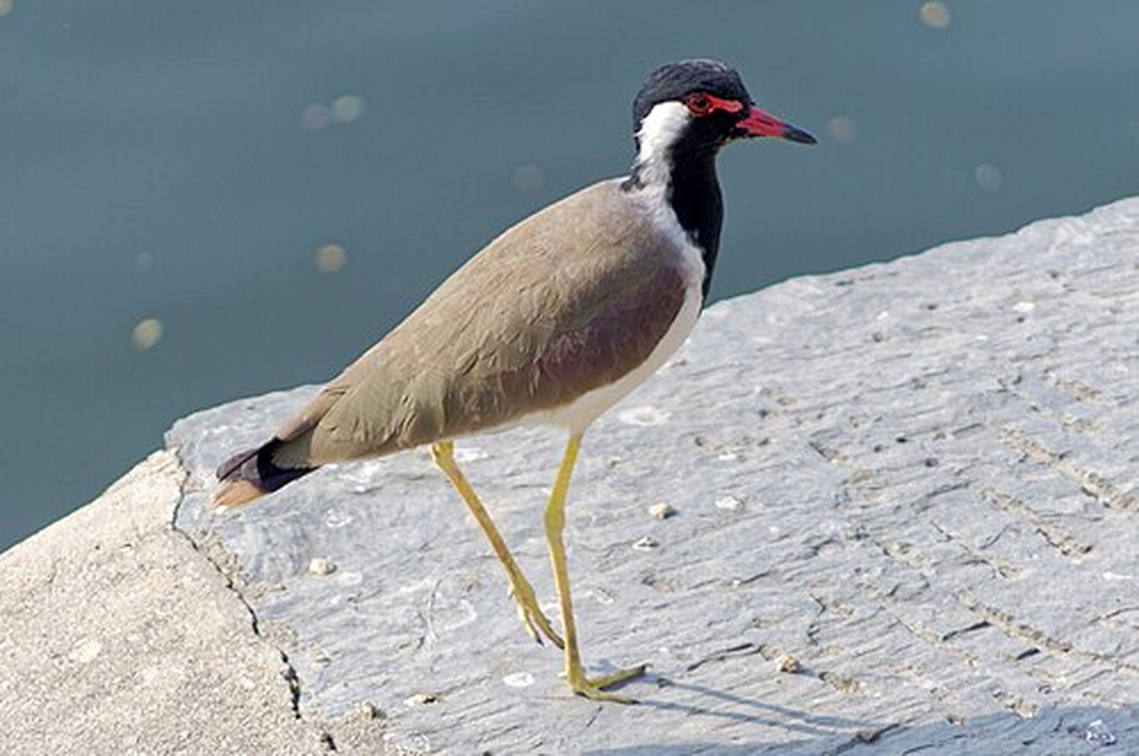 Red-wattled lapwing on a stone embankment in Udaipur