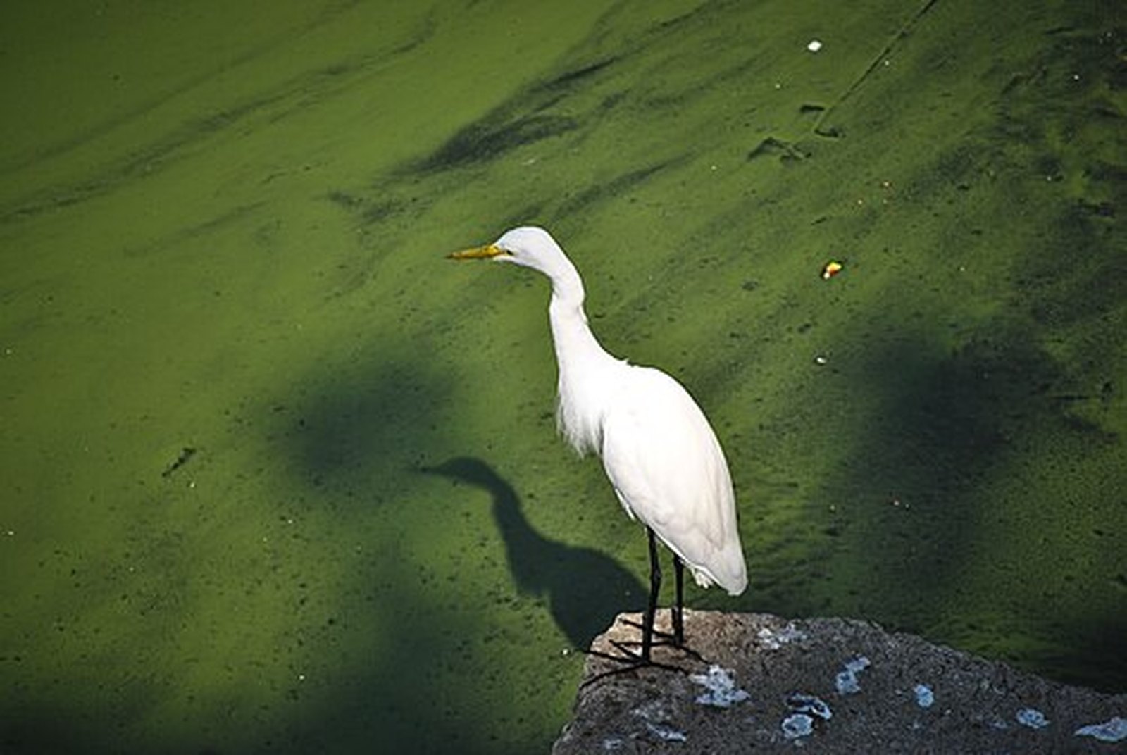 Little egret at the water edge of a Udaipur lake