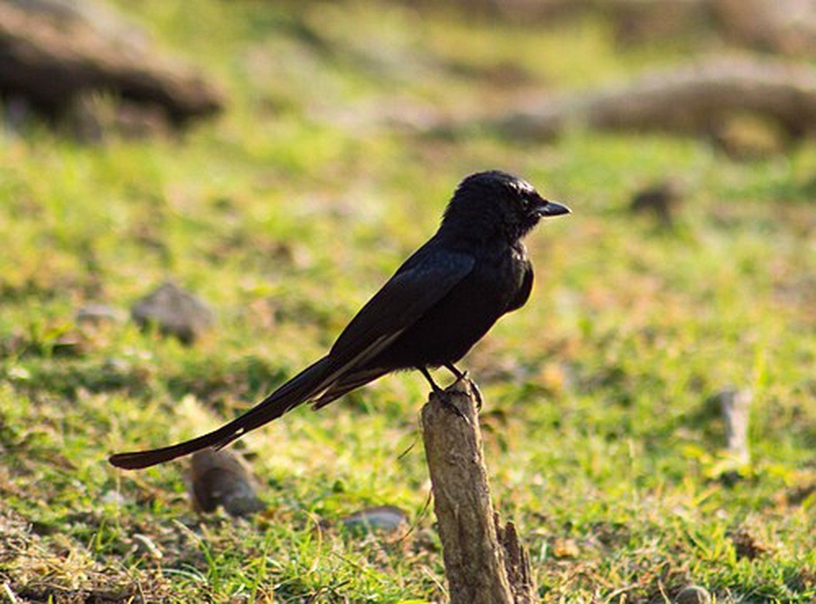 Black drongo perched on a post