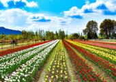 Book Kashmir Tulip Festival Package Tour With NatureWings Holidays