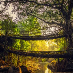 Book Your North East Tour and Explore Meghalaya, Assam, and Arunachal