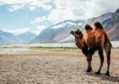 ladakh-tour-packages
