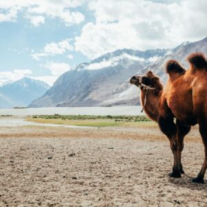 ladakh-tour-packages