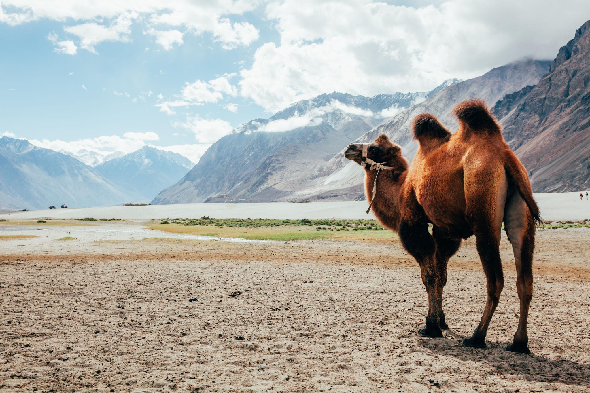 Explore Breathtaking Himalayan Landscapes with Ladakh Tour Packages