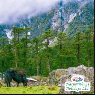 Darjeeling Gangtok Package Tour from NJP to Explore the Eastern Himala