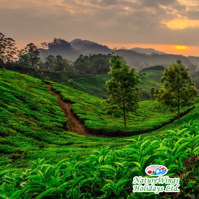 Kerala Package Tour with Comfortable Stay and Transfers