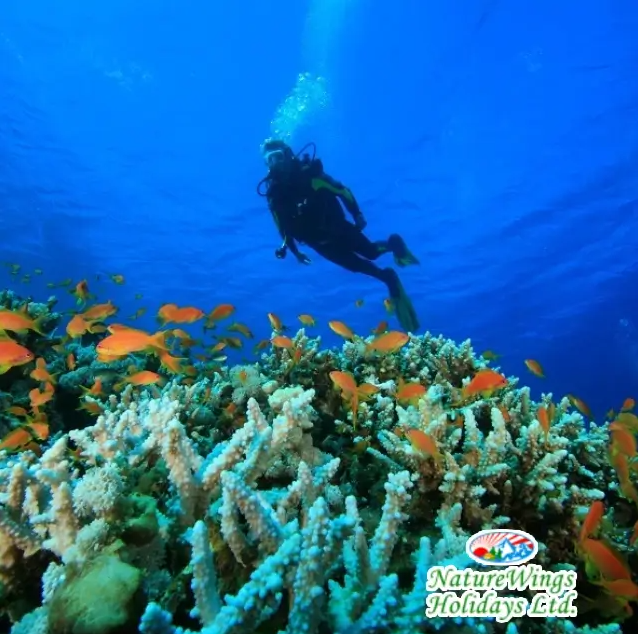 Andaman Tour Package from Kolkata to Experience the Islands Your Way